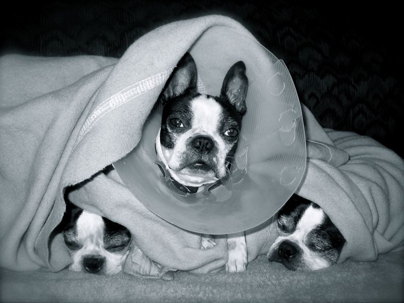 doggy blanket trio