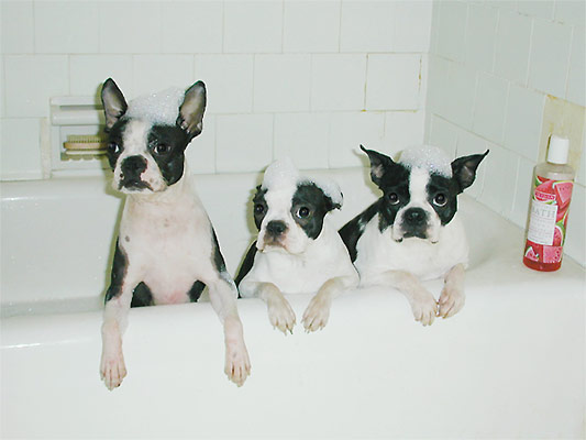 garland, bashful & cindy